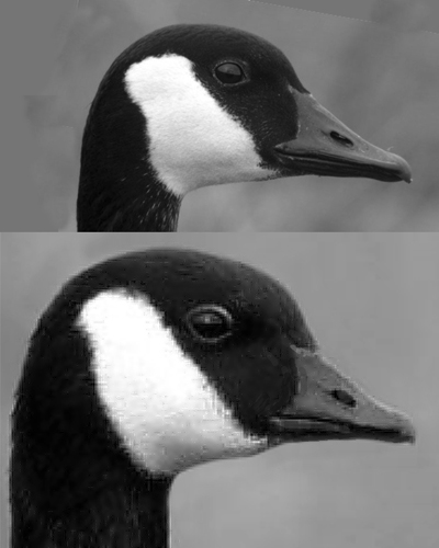 Branta_canadensis_bill_compare