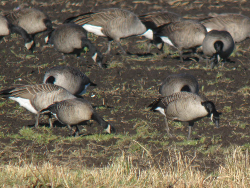 Branta_canadensis_hutchinsii_ConcordMA_IMG_9649_2012-11-14_crop_web