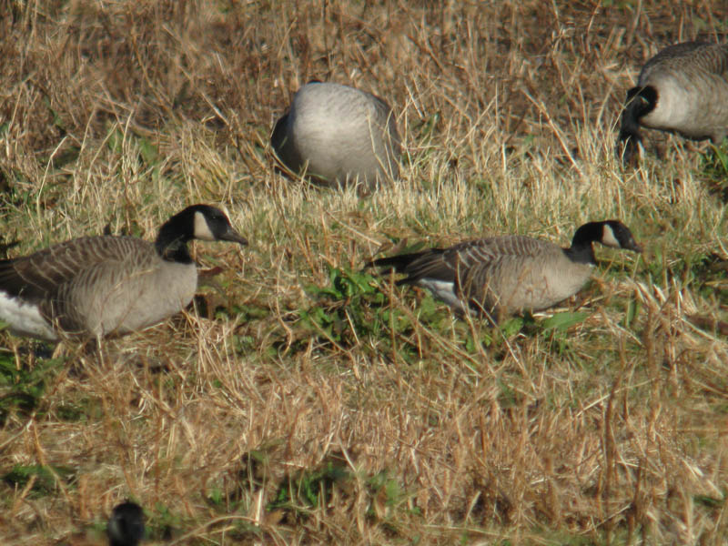 Branta_canadensis_hutchinsii_ConcordMA_IMG_9694_2012-11-14_crop_web