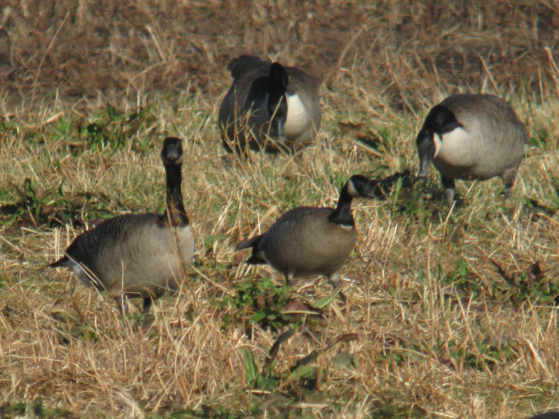 Branta_canadensis_hutchinsii_ConcordMA_IMG_9700_2012-11-14_crop_web