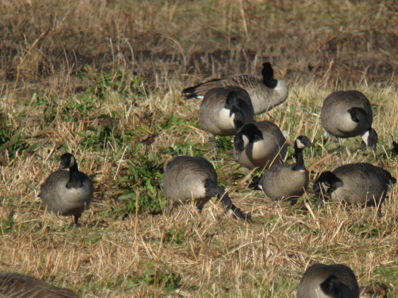 Branta_canadensis_hutchinsii_ConcordMA_IMG_9705_2012-11-14_crop_web