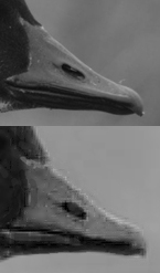 Branta_canadensis_hutchinsii_bill