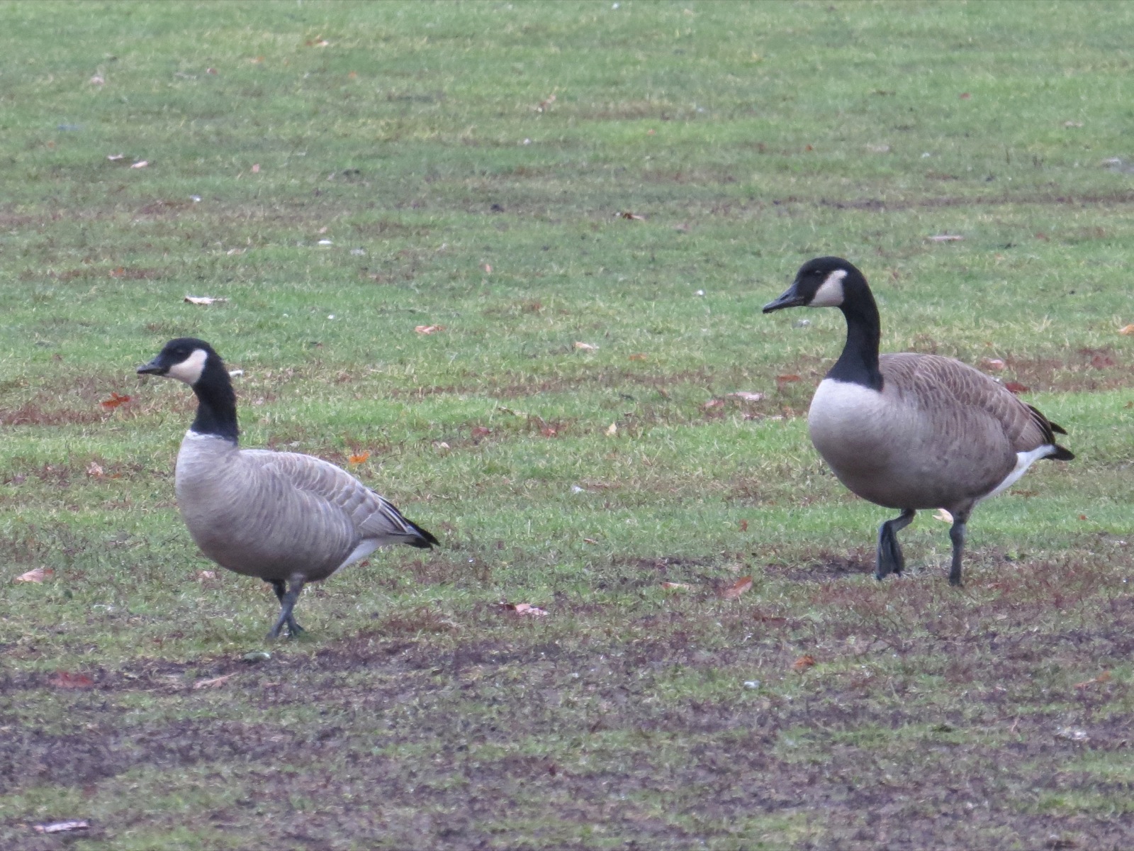 A classic Richardson's Cackling Goose (left) with a typical Canada Goose (right).
