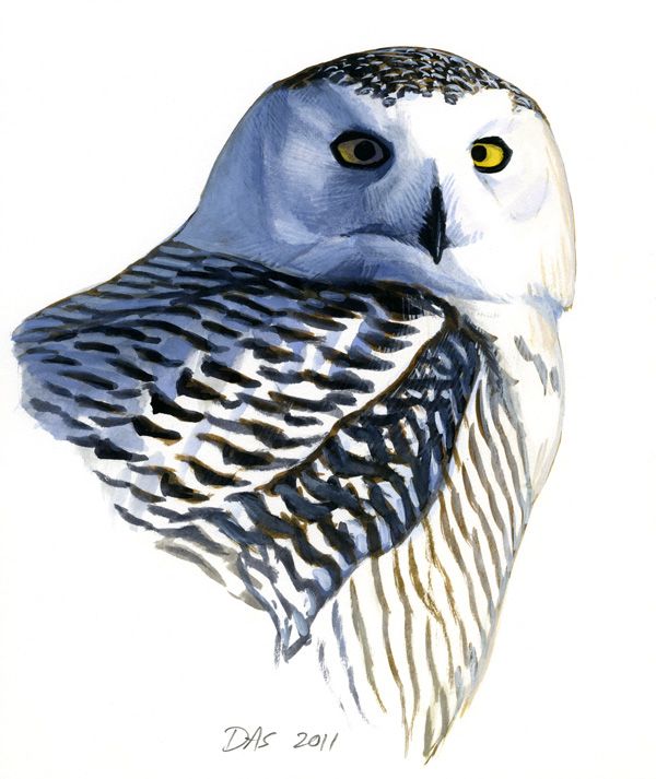 Snowy Owl portrait