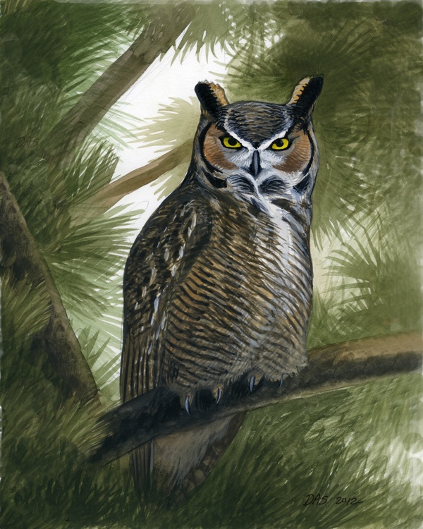 Bubo_virginianus_431_forprint_web