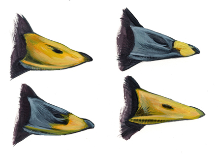 Bucephala_billcolor_low
