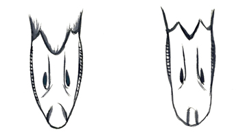 Bucephala_billshape_above_low