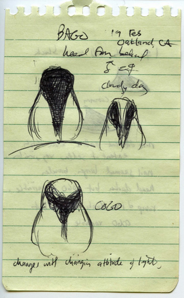 Bucephala_headshapes4