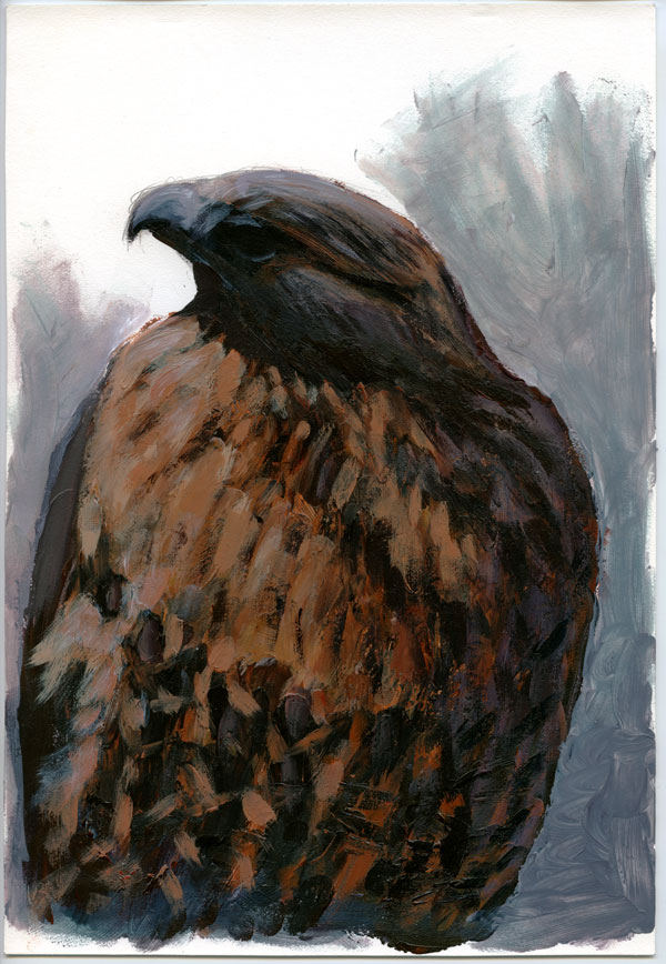 Buteo_jamaicensis_PineButte_acrylic_207_edit_web