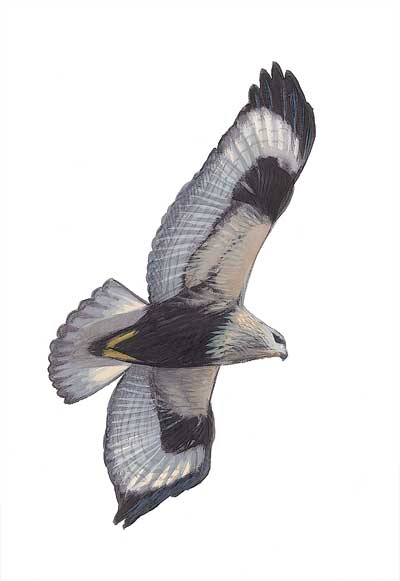 Buteo_lagopus_juv