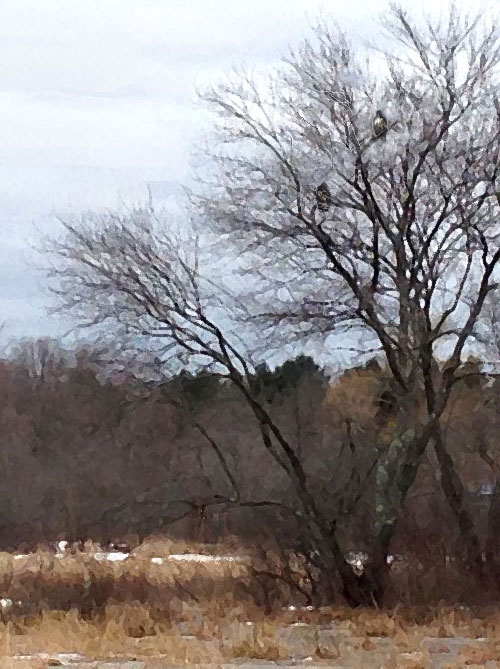Buteo_pair_crop_web