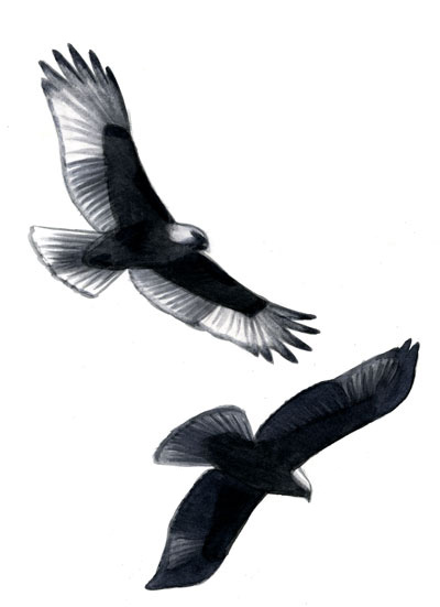 Buteo_translucence_049_web