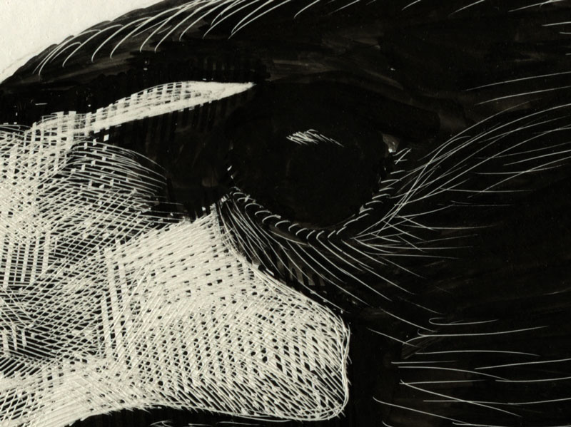 Ink on scratchboard technique – Sibley Guides