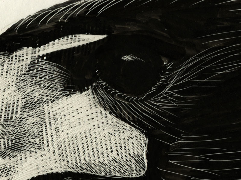 Buteogallus_anthracinus_WMhead_clean_detail_web2