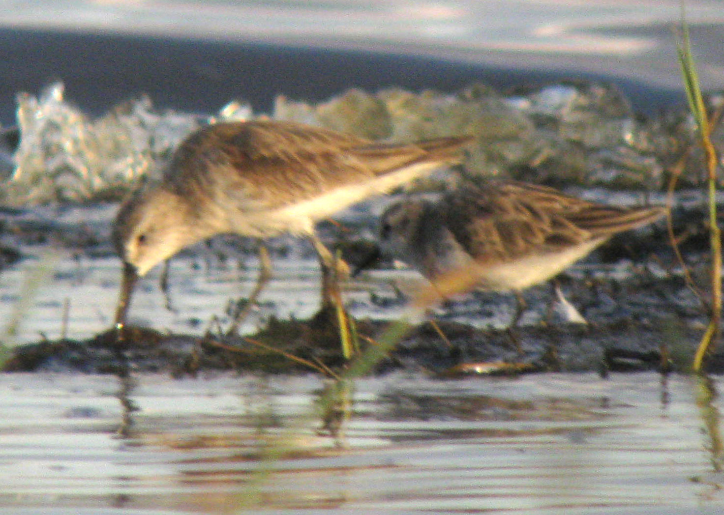 Calidris_hybrid_LakeNakuru_Kenya_14Dec2010_IMG_2301_crop_web