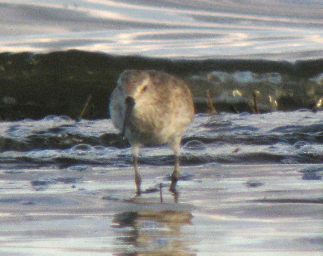 Calidris_hybrid_LakeNakuru_Kenya_14Dec2010_IMG_2306_crop_web