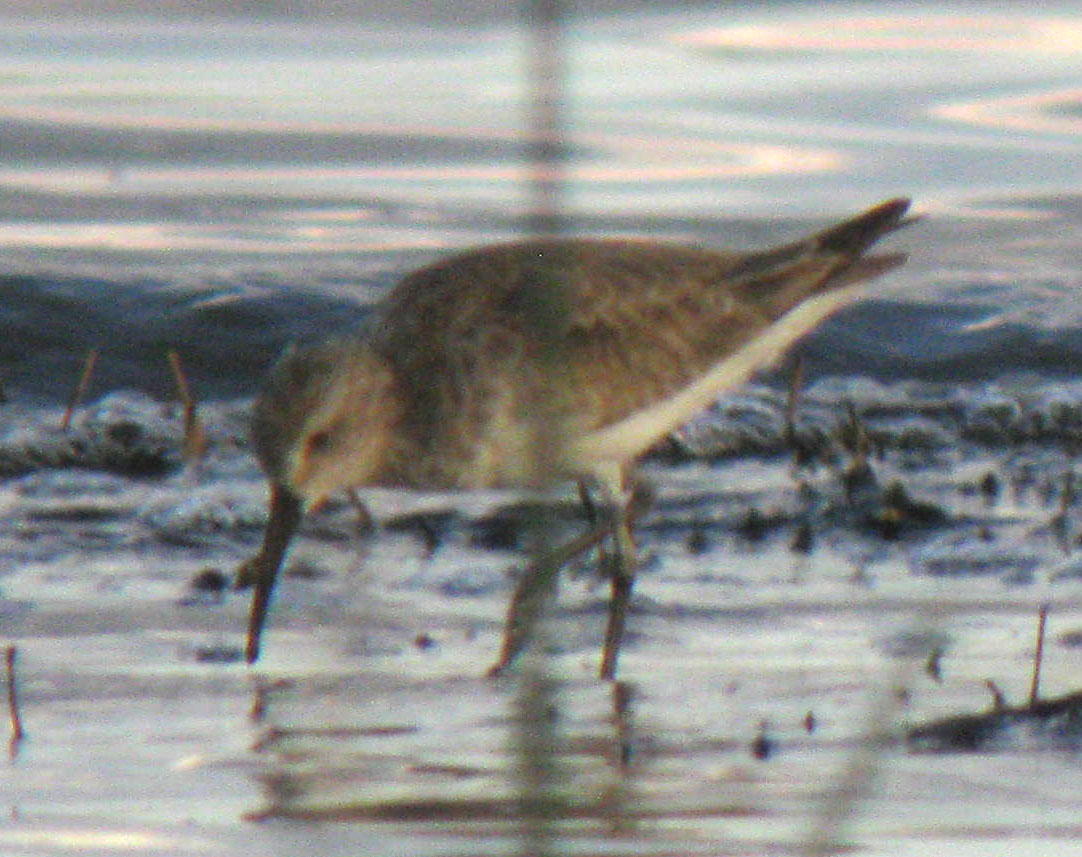 Calidris_hybrid_LakeNakuru_Kenya_14Dec2010_IMG_2315_crop_web