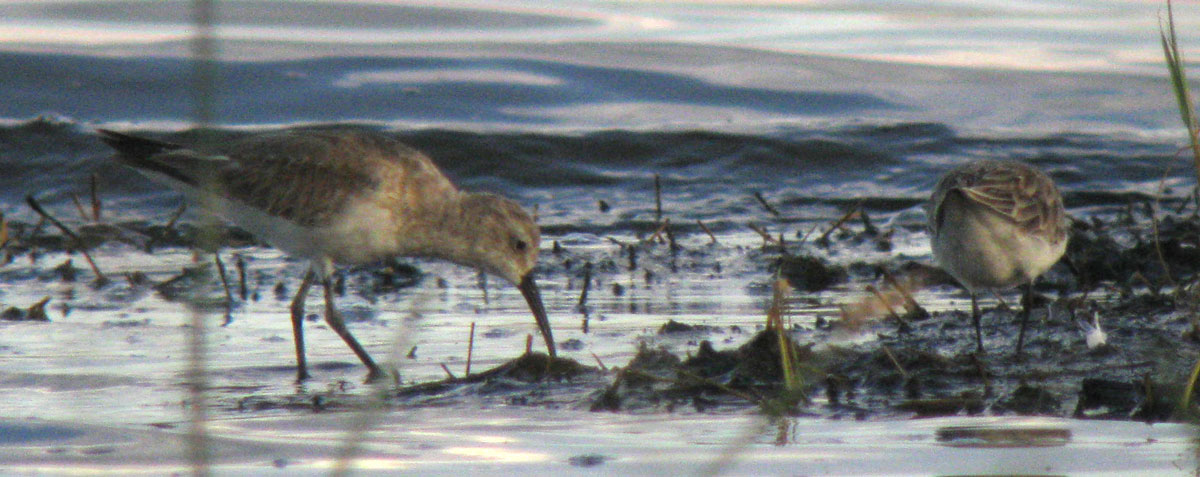 Calidris_hybrid_LakeNakuru_Kenya_14Dec2010_IMG_2318_crop_web1