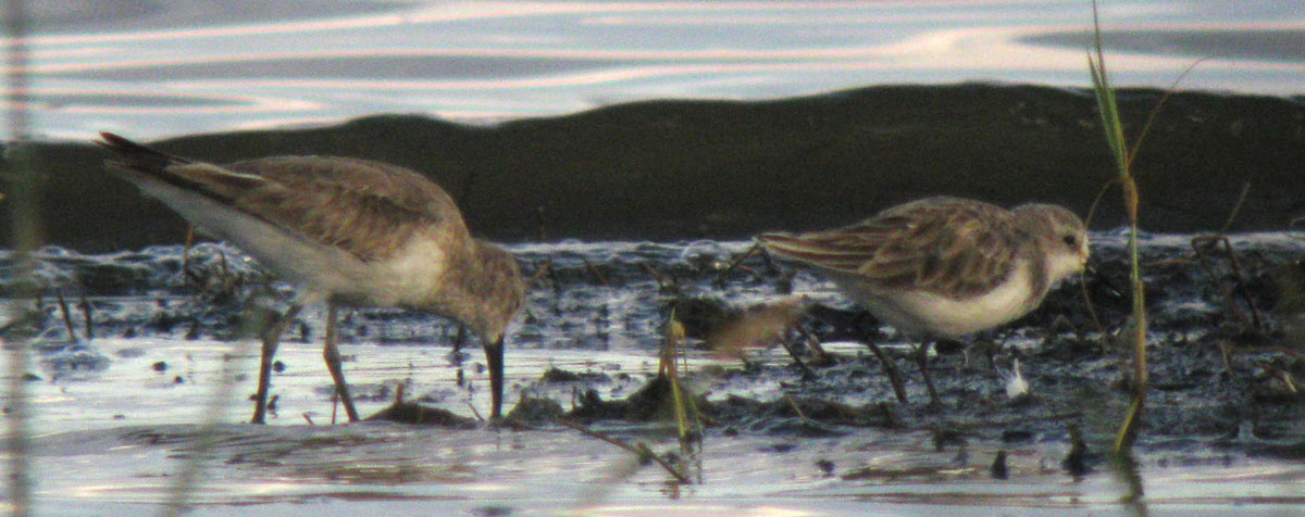 Calidris_hybrid_LakeNakuru_Kenya_14Dec2010_IMG_2319_crop_web