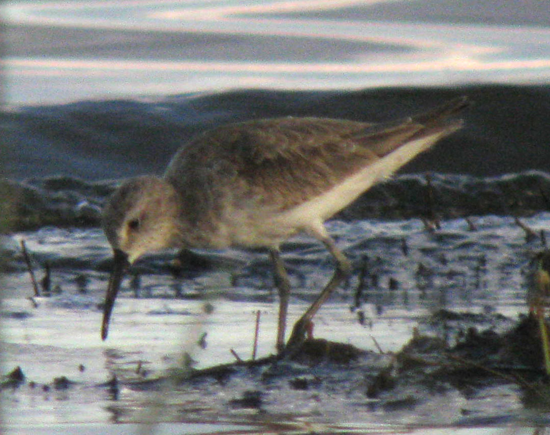 Calidris_hybrid_LakeNakuru_Kenya_14Dec2010_IMG_2321_crop_web