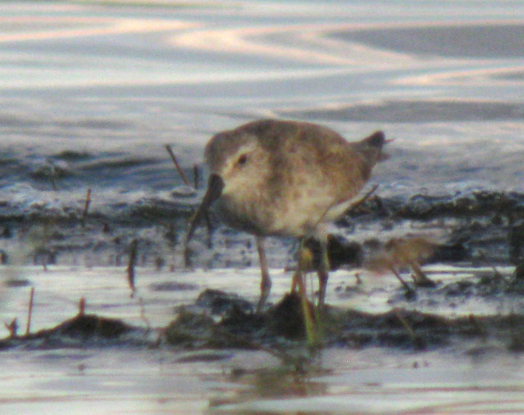 Calidris_hybrid_LakeNakuru_Kenya_14Dec2010_IMG_2330_crop_web