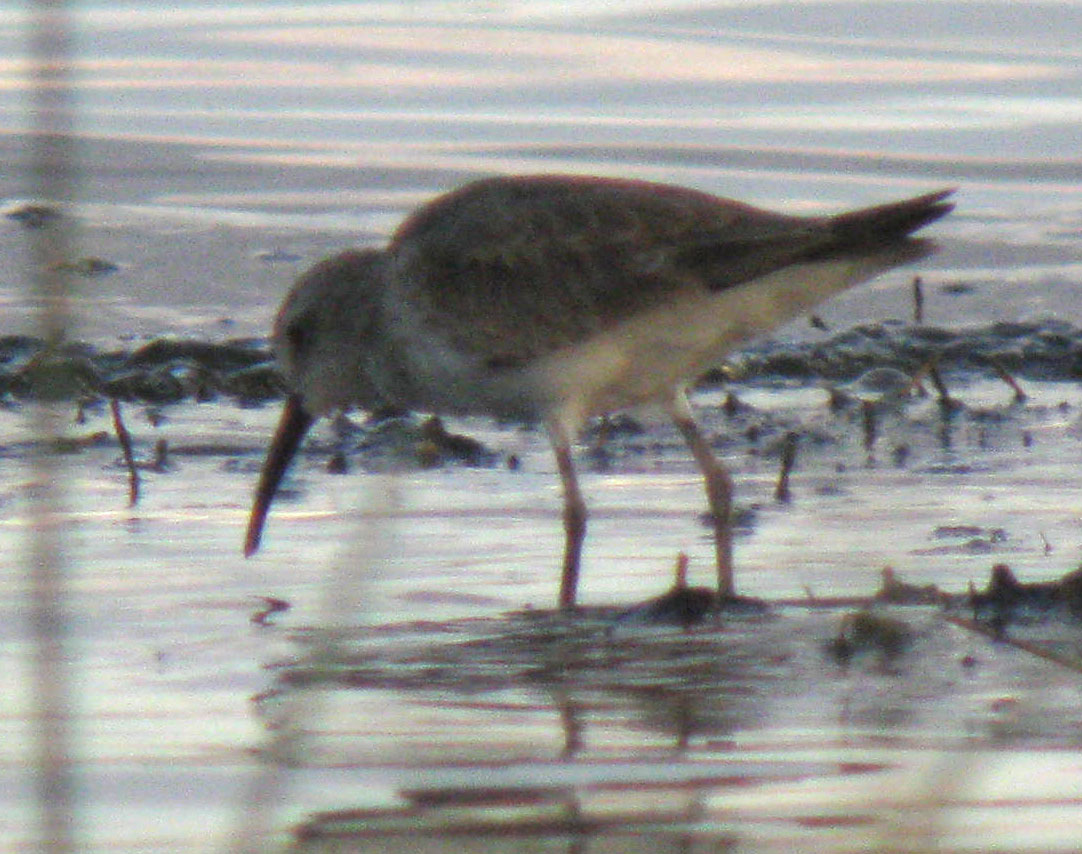 Calidris_hybrid_LakeNakuru_Kenya_14Dec2010_IMG_2333_crop_web