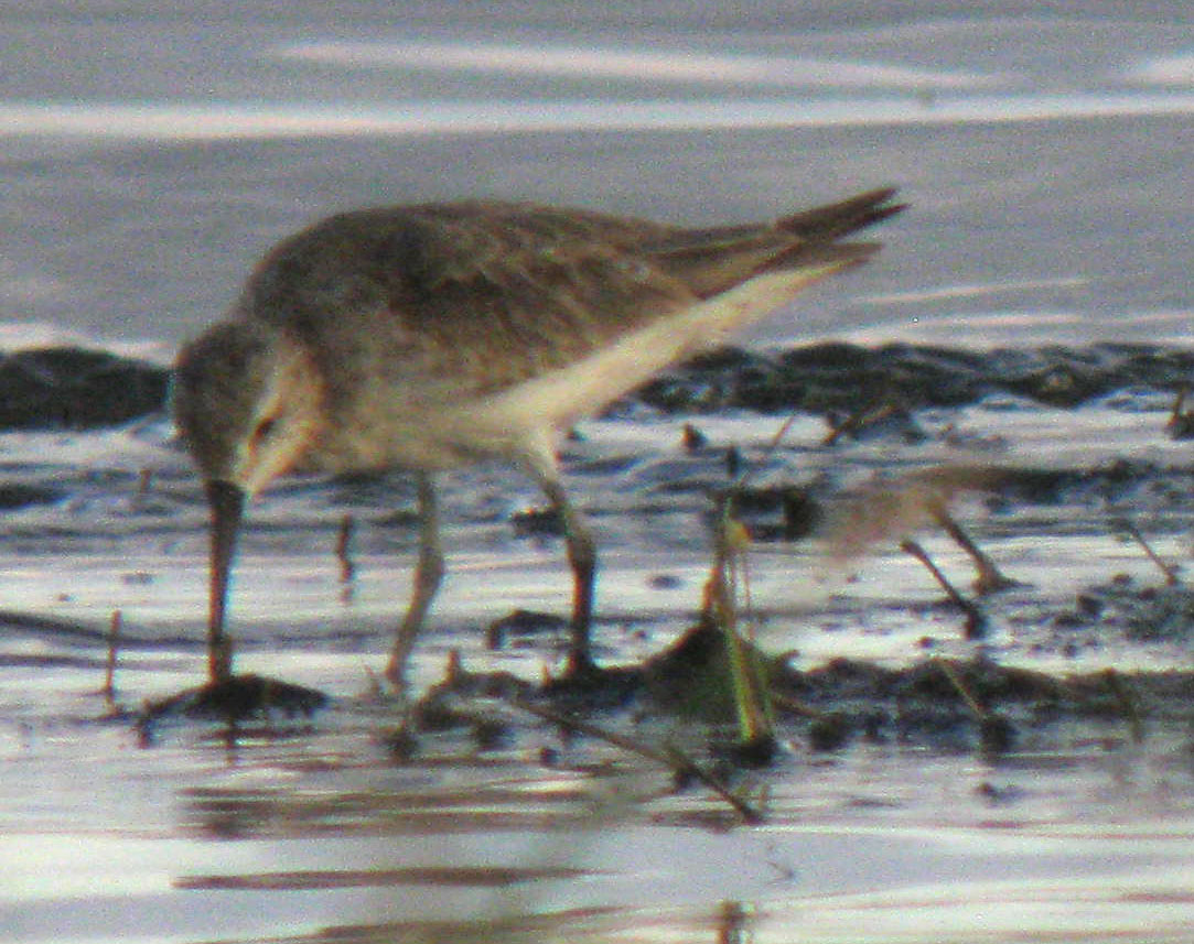 Calidris_hybrid_LakeNakuru_Kenya_14Dec2010_IMG_2344_crop_web