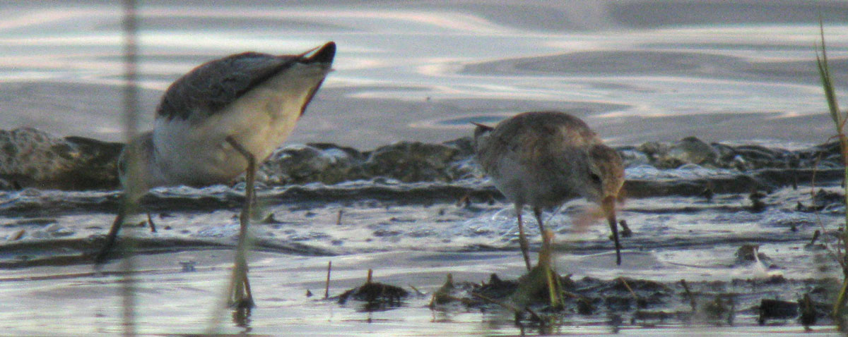 Calidris_hybrid_LakeNakuru_Kenya_14Dec2010_IMG_2346_crop_web