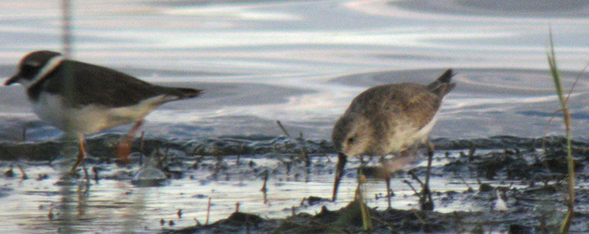 Calidris_hybrid_LakeNakuru_Kenya_14Dec2010_IMG_2360_crop_web