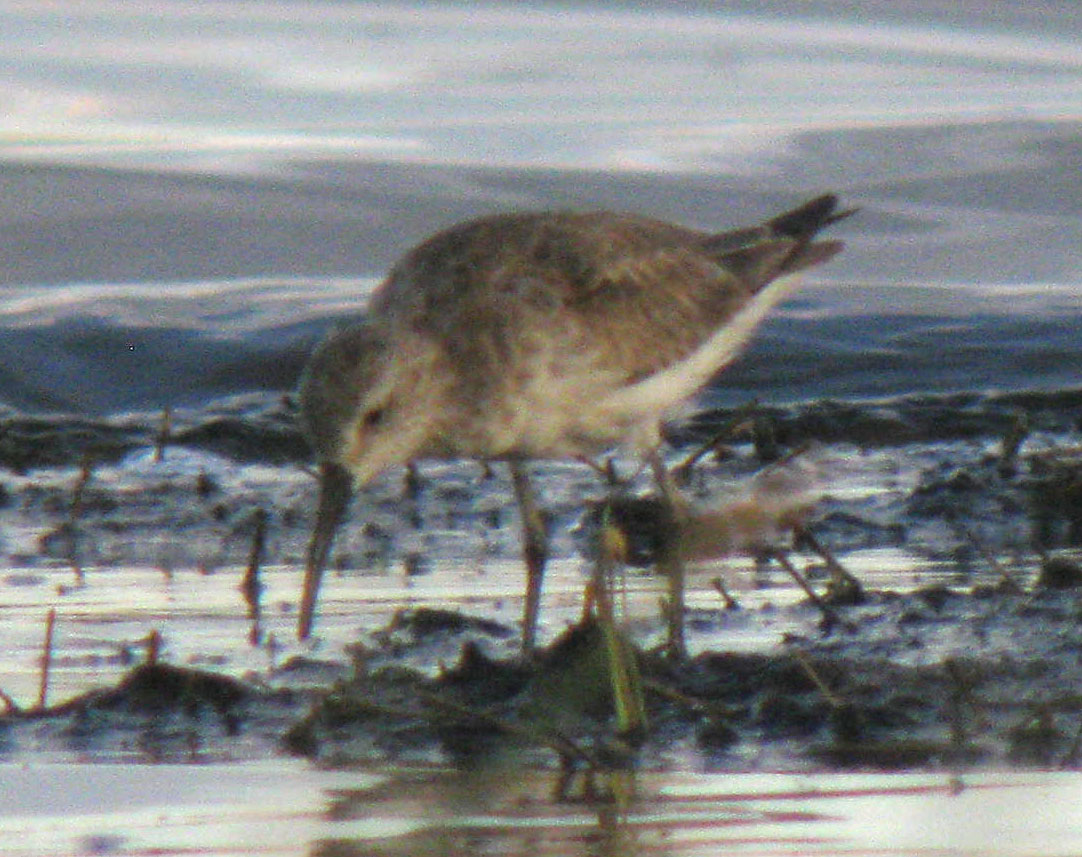 Calidris_hybrid_LakeNakuru_Kenya_14Dec2010_IMG_2361_crop_web
