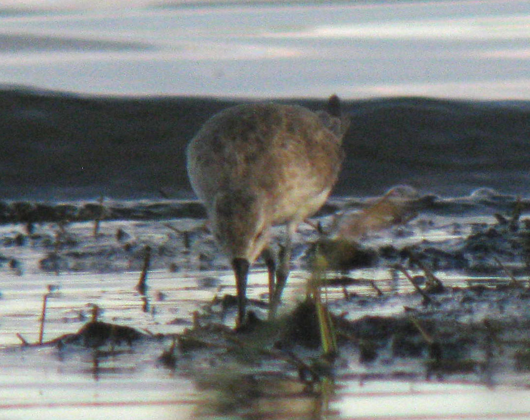 Calidris_hybrid_LakeNakuru_Kenya_14Dec2010_IMG_2362_crop_web