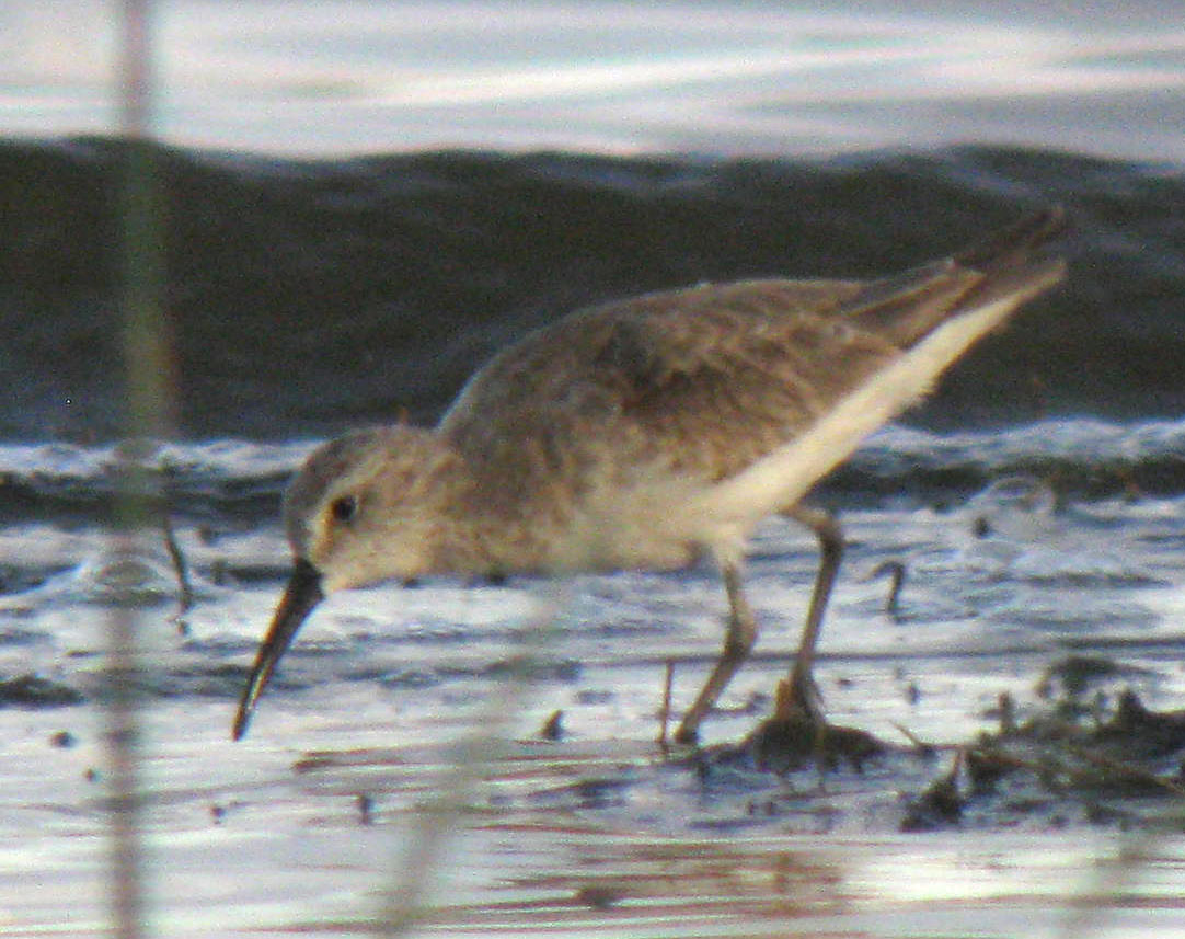 Calidris_hybrid_LakeNakuru_Kenya_14Dec2010_IMG_2367_crop_web