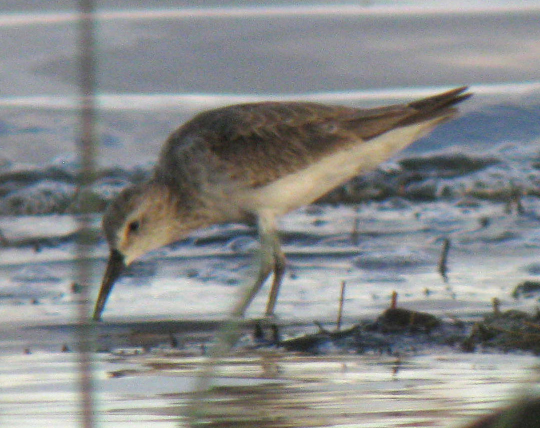 Calidris_hybrid_LakeNakuru_Kenya_14Dec2010_IMG_2368_crop_web