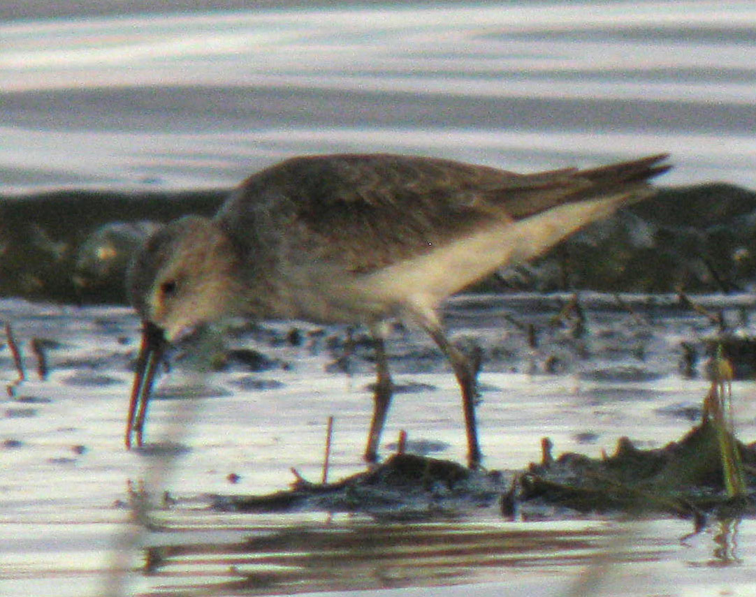 Calidris_hybrid_LakeNakuru_Kenya_14Dec2010_IMG_2373_crop_web