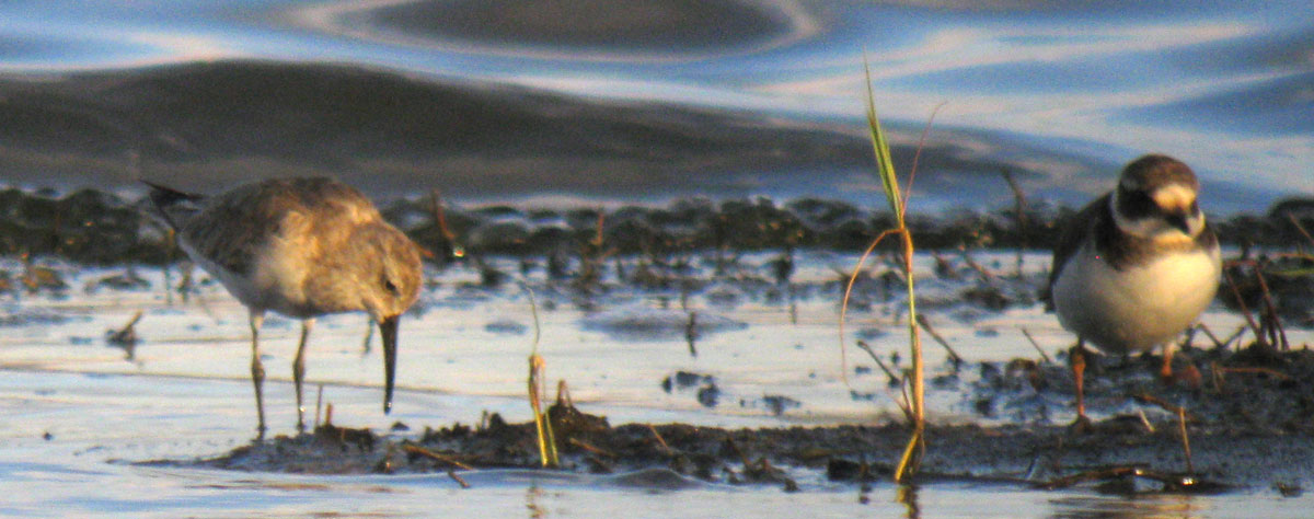 Calidris_hybrid_LakeNakuru_Kenya_14Dec2010_IMG_2375_crop_web