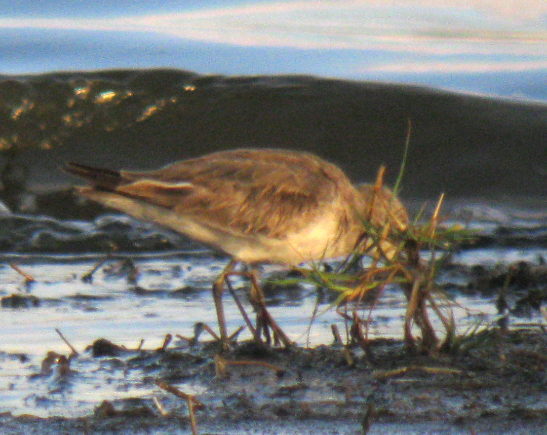 Calidris_hybrid_LakeNakuru_Kenya_14Dec2010_IMG_2376_crop_web