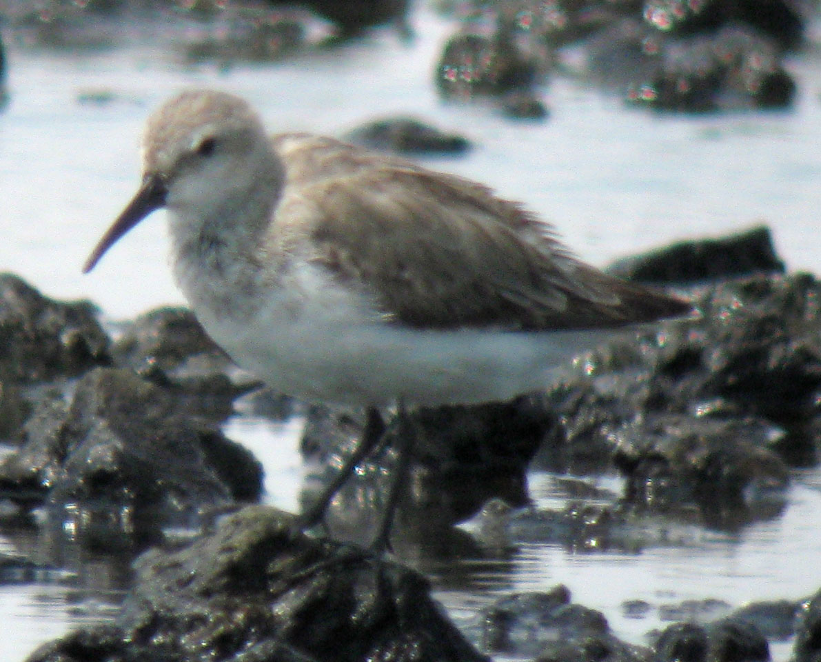 Calidris_x_sp1_20100207_Thailand_IMG_6369webcrop