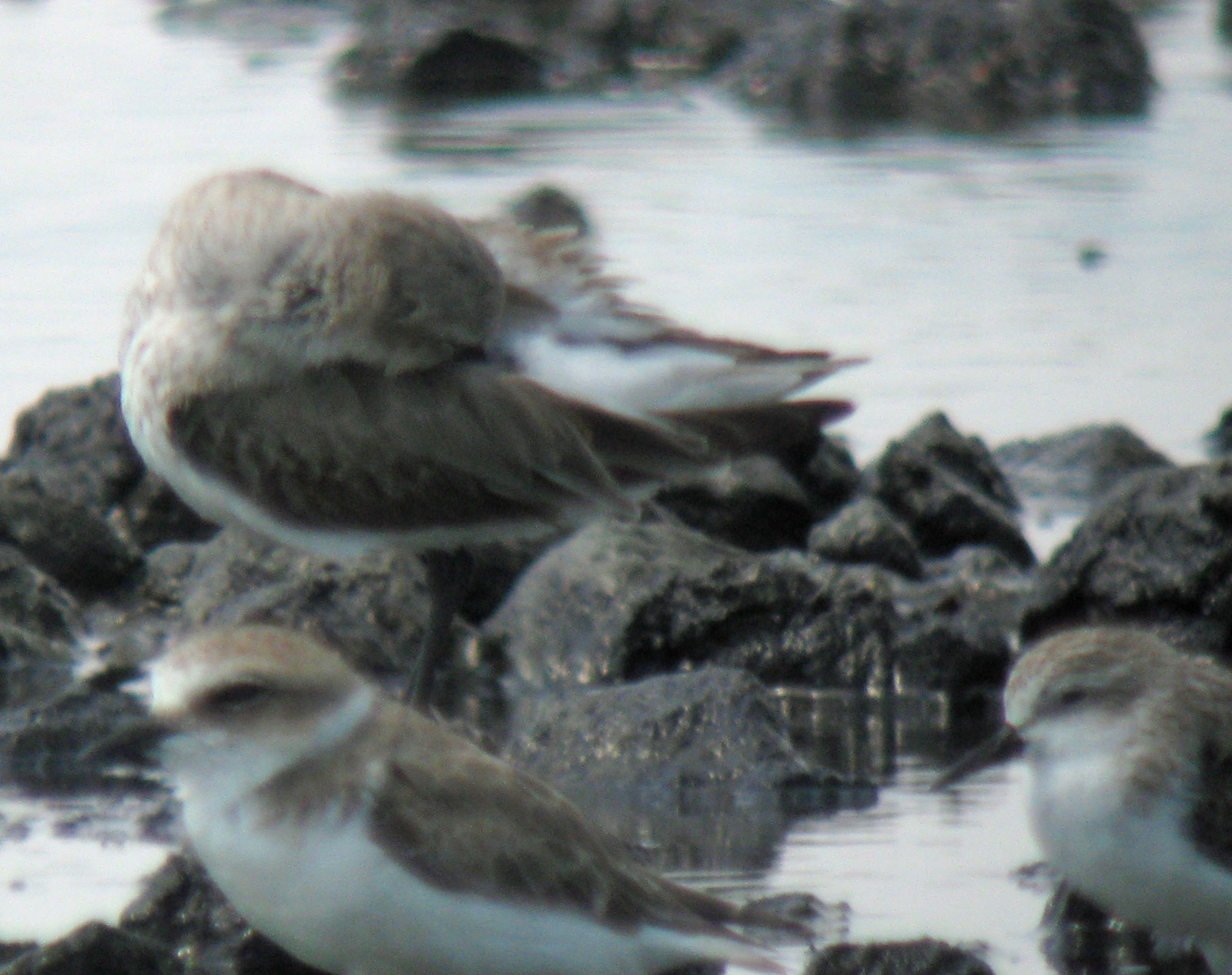 Calidris_x_sp1_20100207_Thailand_IMG_6407webcrop