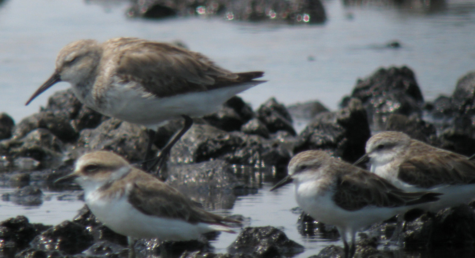 Calidris_x_sp1_20100207_Thailand_IMG_6410webcrop