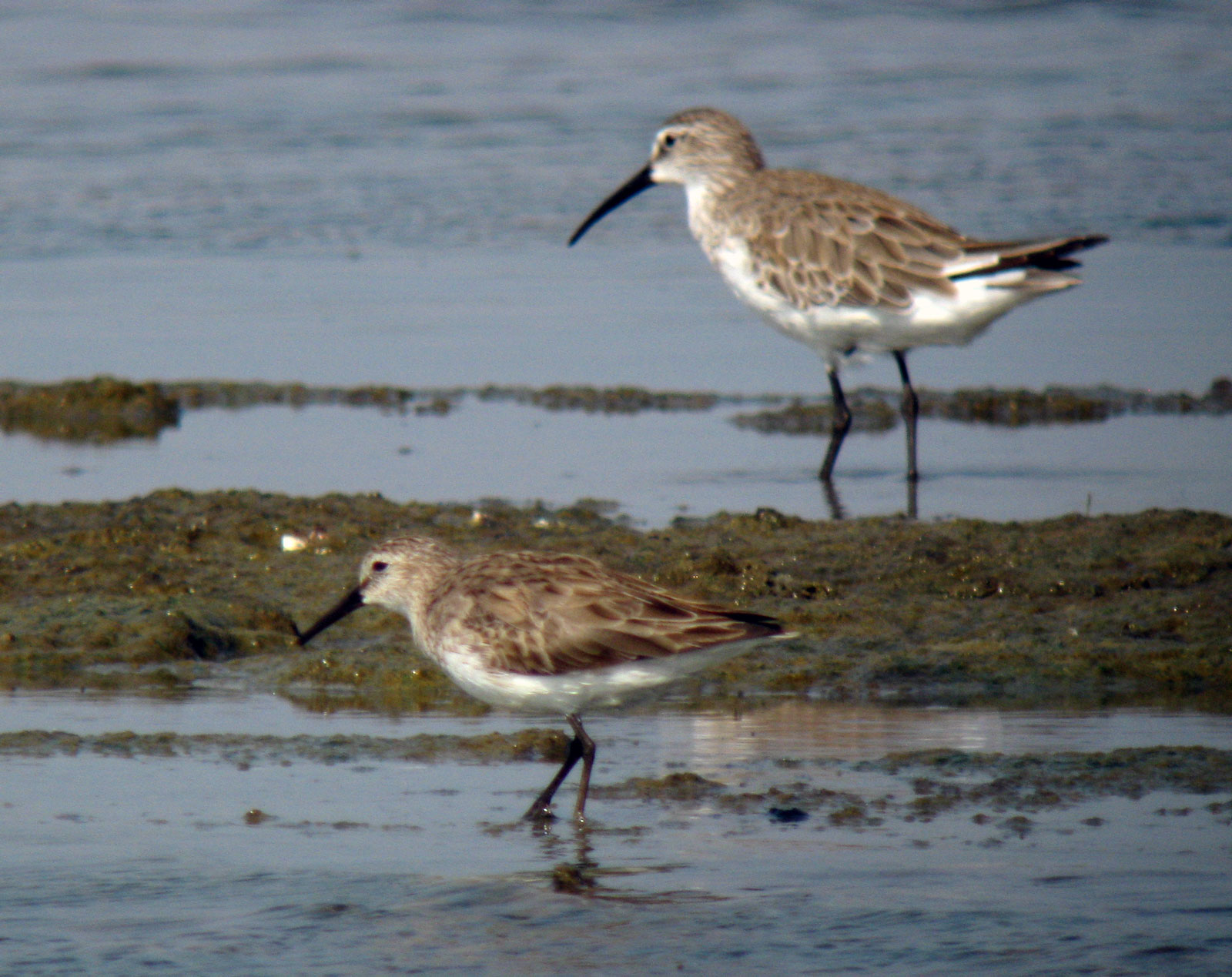 Calidris_x_sp2_20100213_Thailand_004web