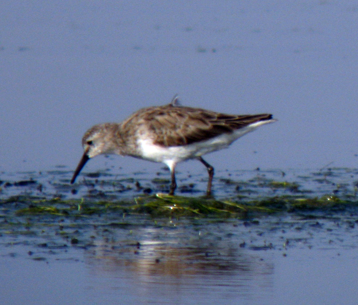 Calidris_x_sp2_20100213_Thailand_033web