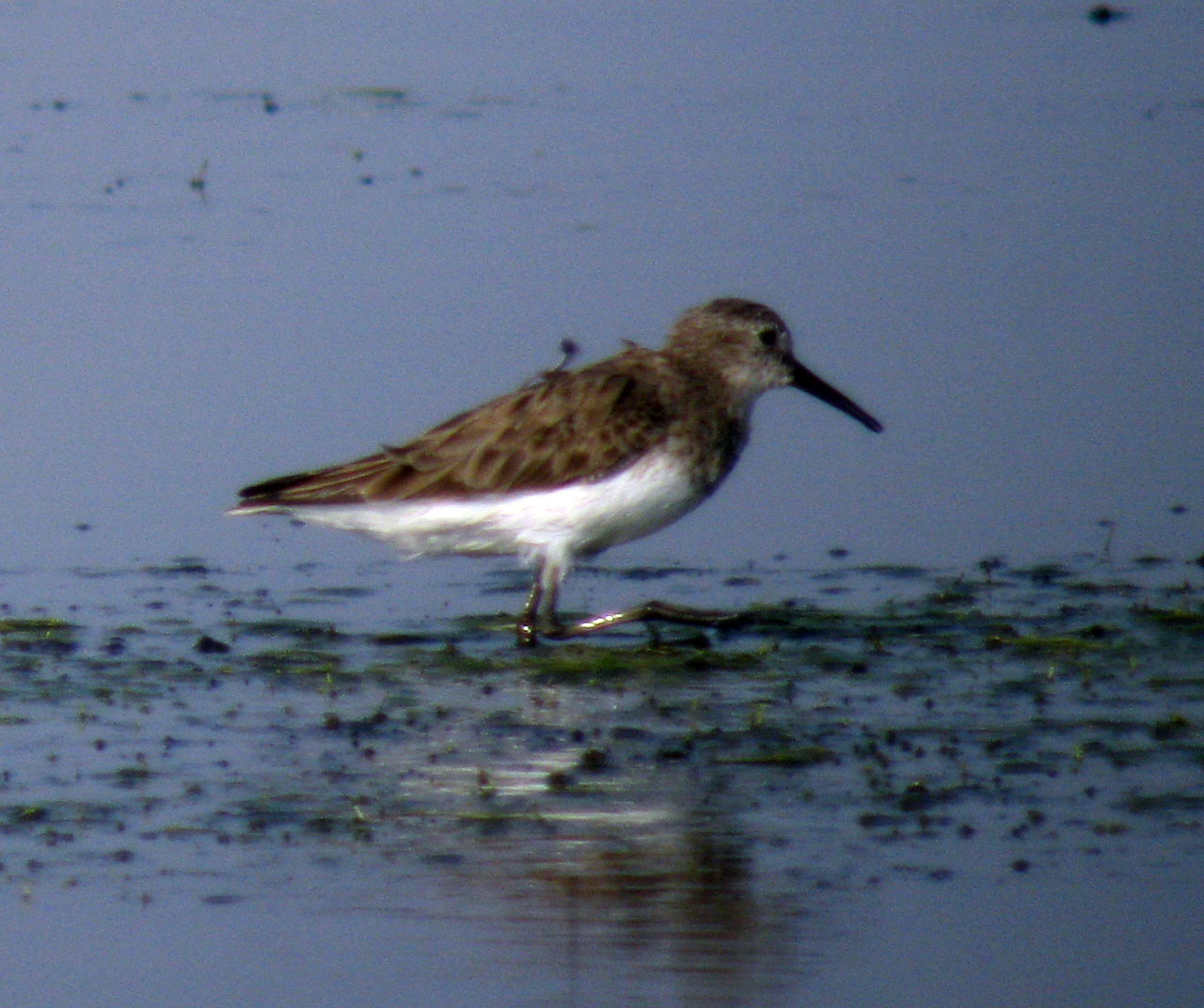 Calidris_x_sp2_20100213_Thailand_034web