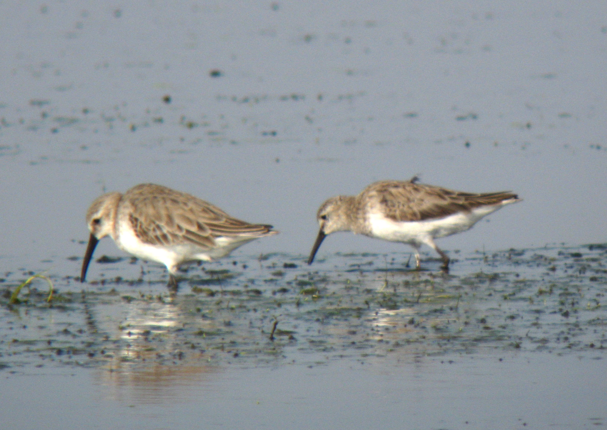 Calidris_x_sp2_20100213_Thailand_048web