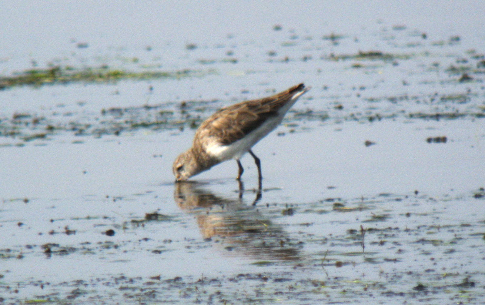 Calidris_x_sp2_20100213_Thailand_061web