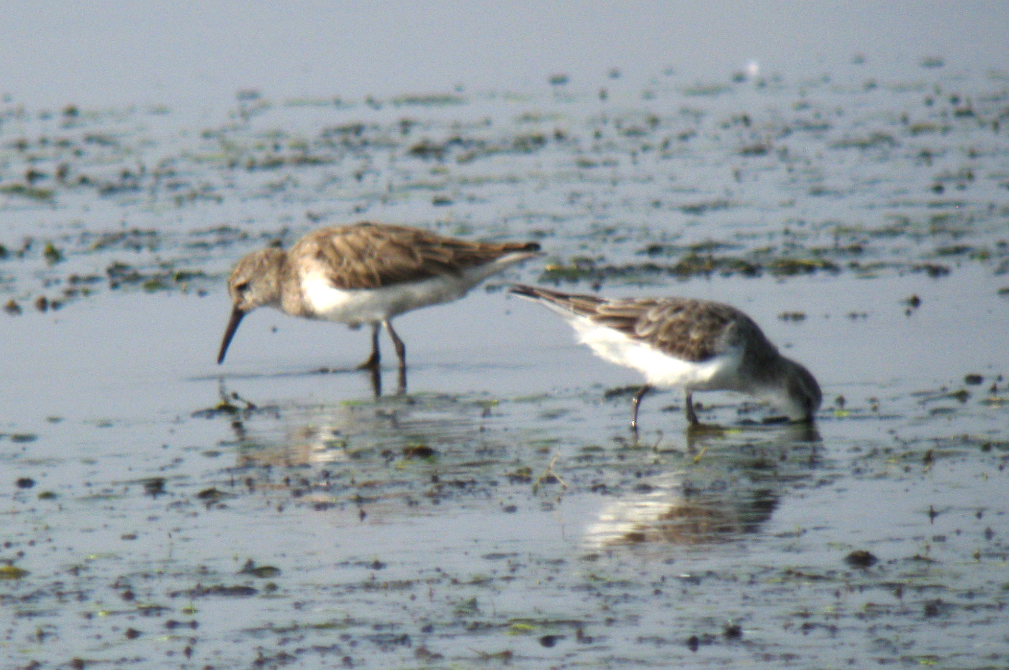 Calidris_x_sp2_20100213_Thailand_064web