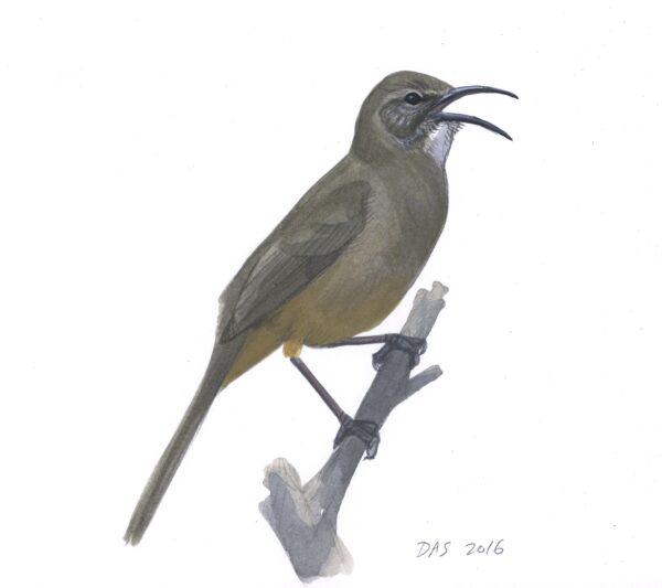 California Thrasher