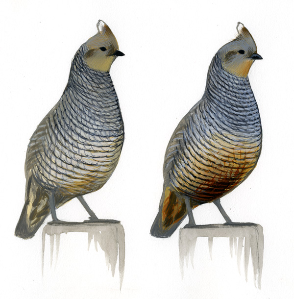 Callipepla_squamata_019_subspp_web