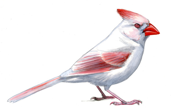 I'm seeing fewer birds in my yard. Is something affecting their