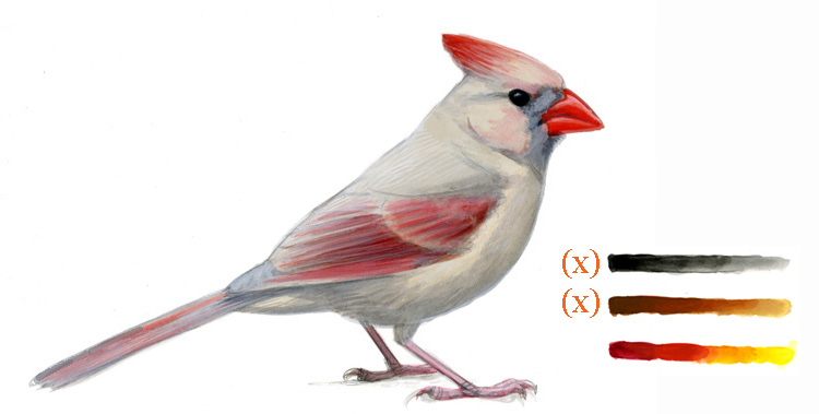 Cardinalis_abberrant_025_dilute2_webkey