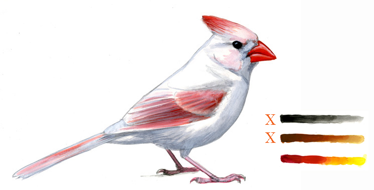 Cardinalis_abberrant_025_white_webkey